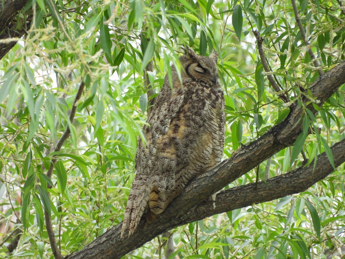 Great Horned Owl - ML638817905