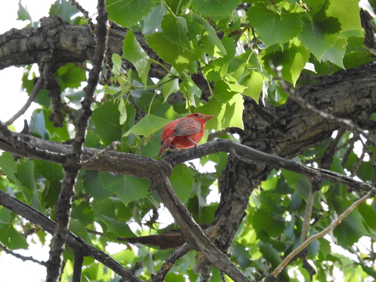 Summer Tanager - ML638817907