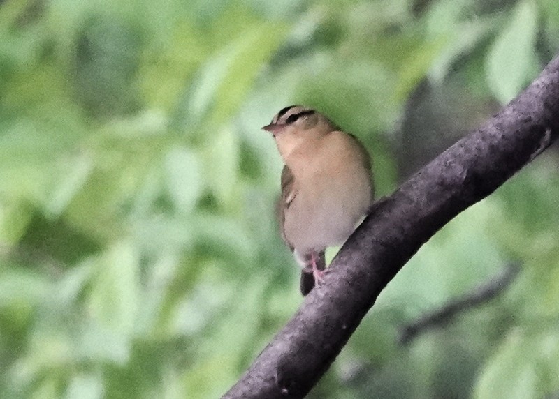 Worm-eating Warbler - ML638817928