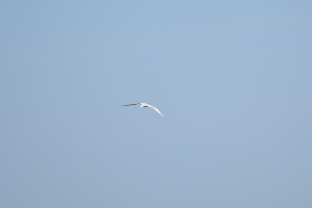 Gull-billed Tern - ML638817940