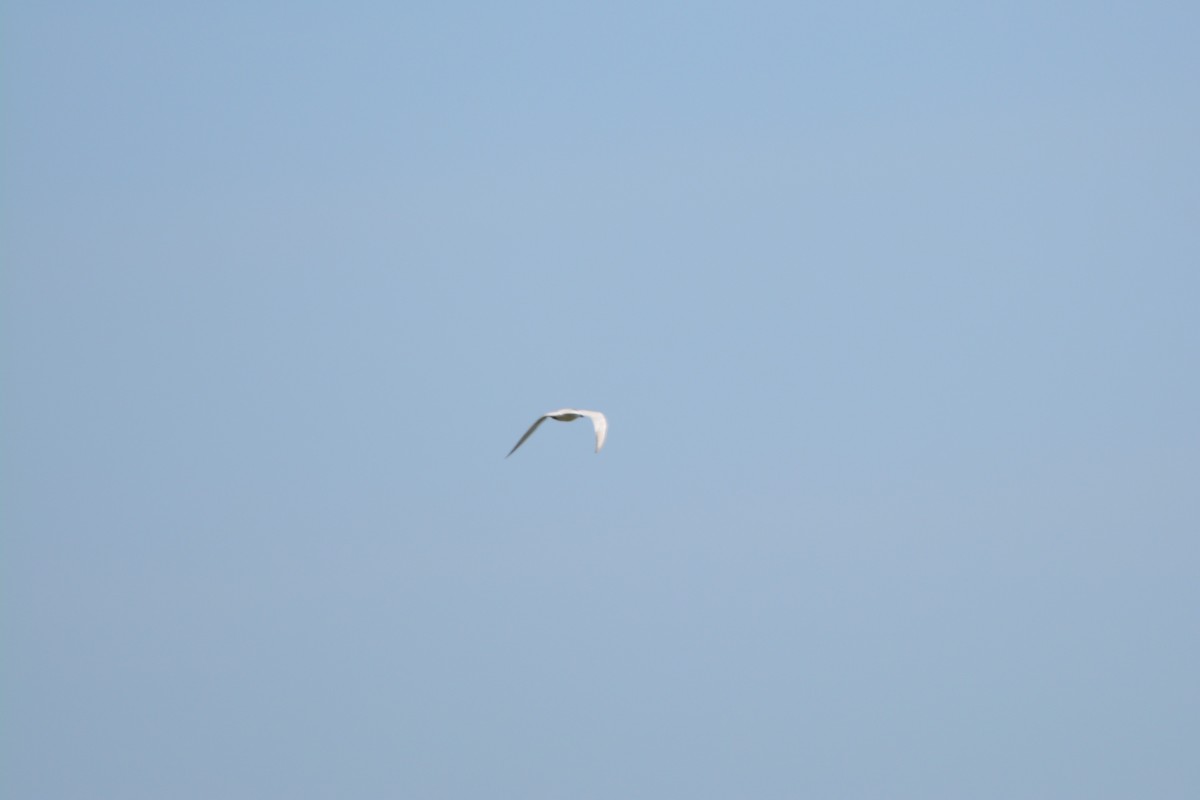 Gull-billed Tern - ML638817948