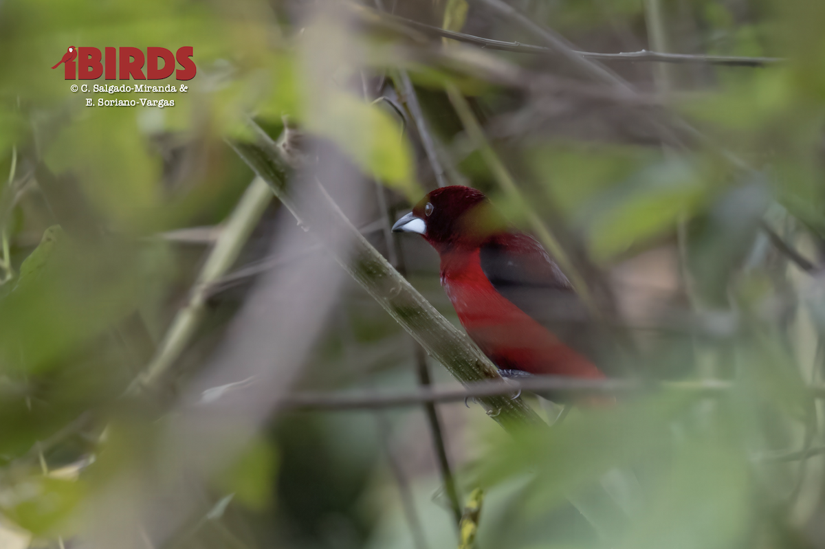 Crimson-backed Tanager - ML638817953