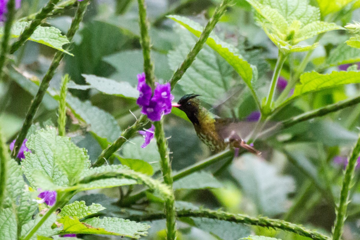 Black-crested Coquette - ML638817992