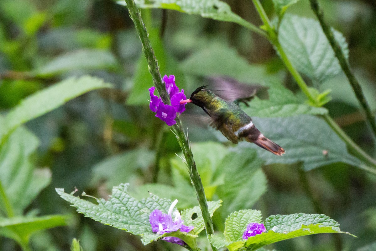 Black-crested Coquette - ML638817993