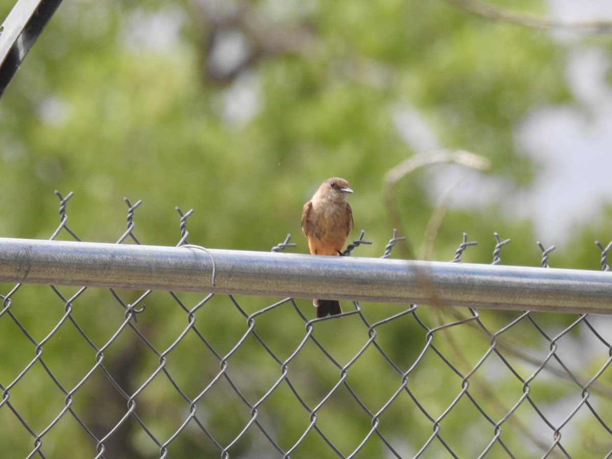 Say's Phoebe - ML638817998