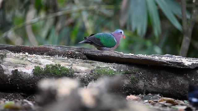 Asian Emerald Dove - ML638818008