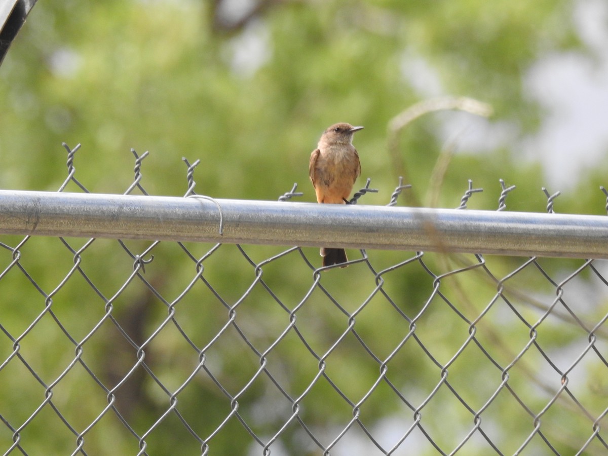 Say's Phoebe - ML638818014