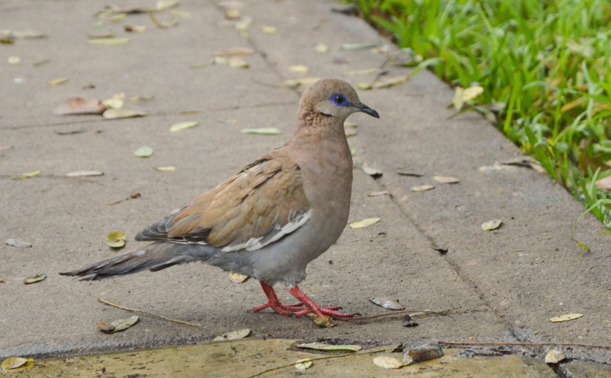 West Peruvian Dove - ML638818098