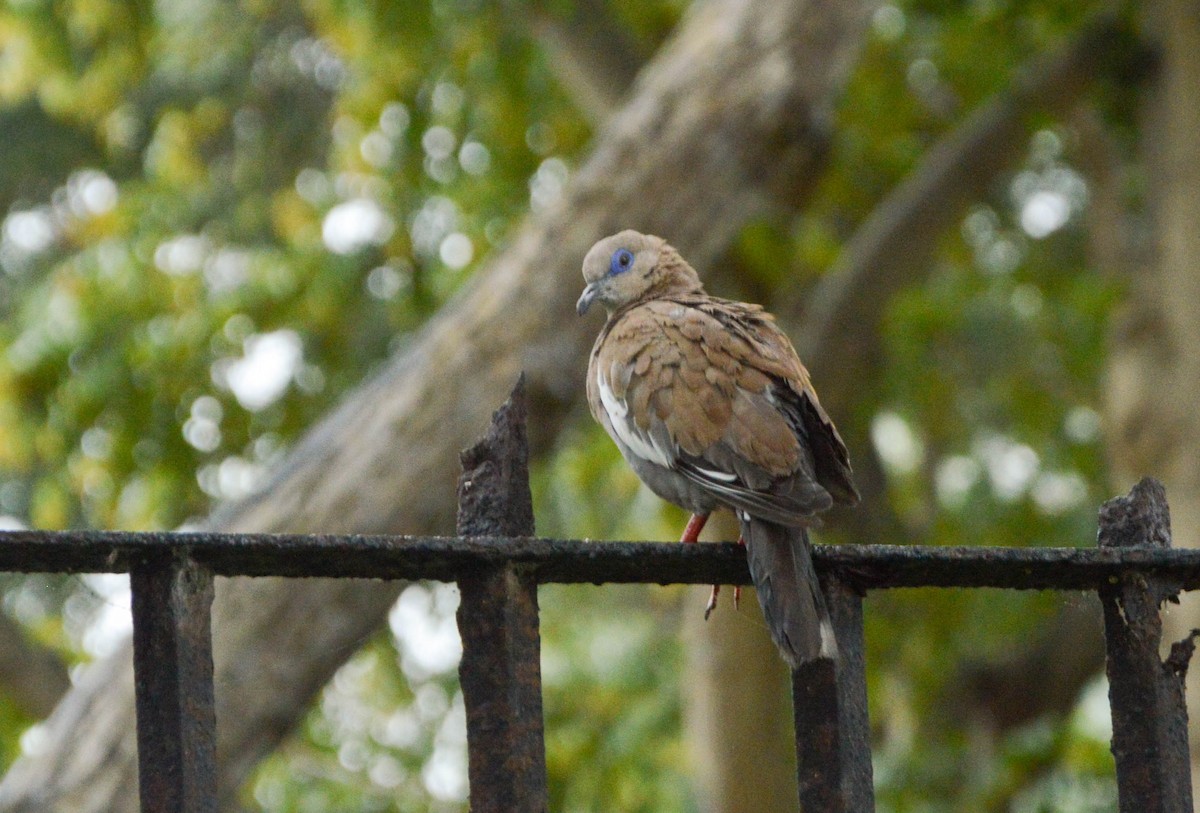 West Peruvian Dove - ML638818099