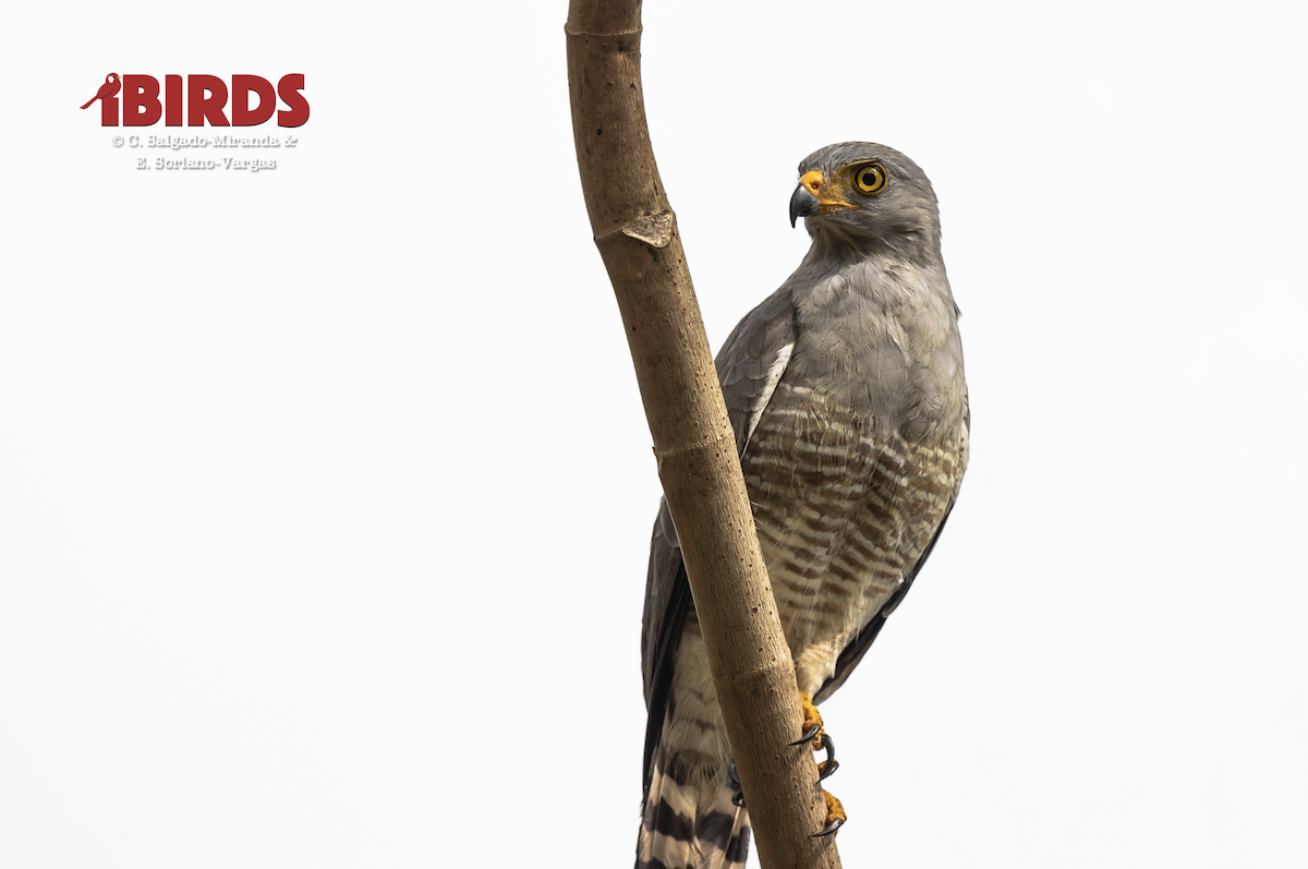 Roadside Hawk - ML638818137