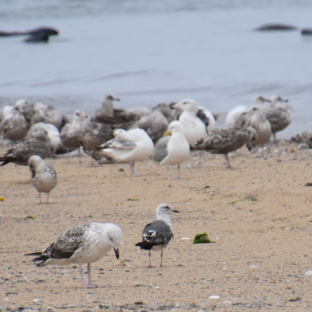 Lesser Black-backed Gull - ML638818142