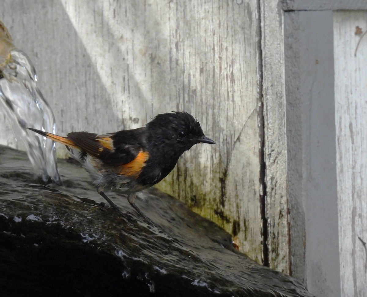 American Redstart - ML638818143