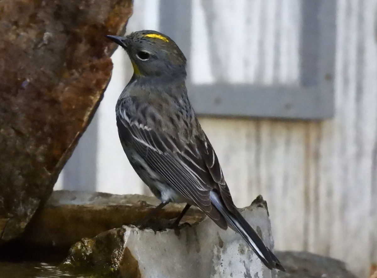 Yellow-rumped Warbler - ML638818152