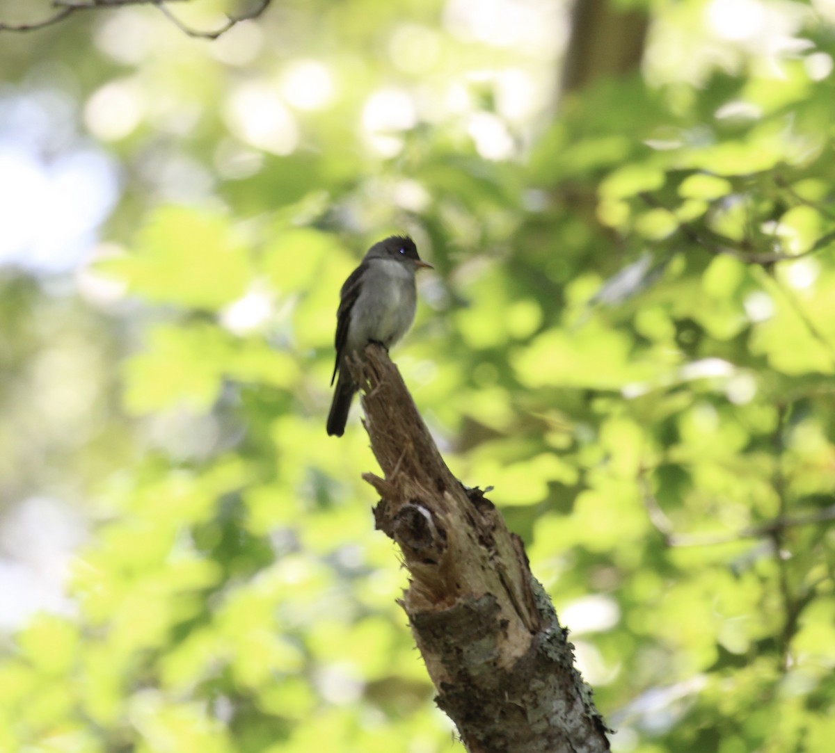 Eastern Wood-Pewee - ML638818164