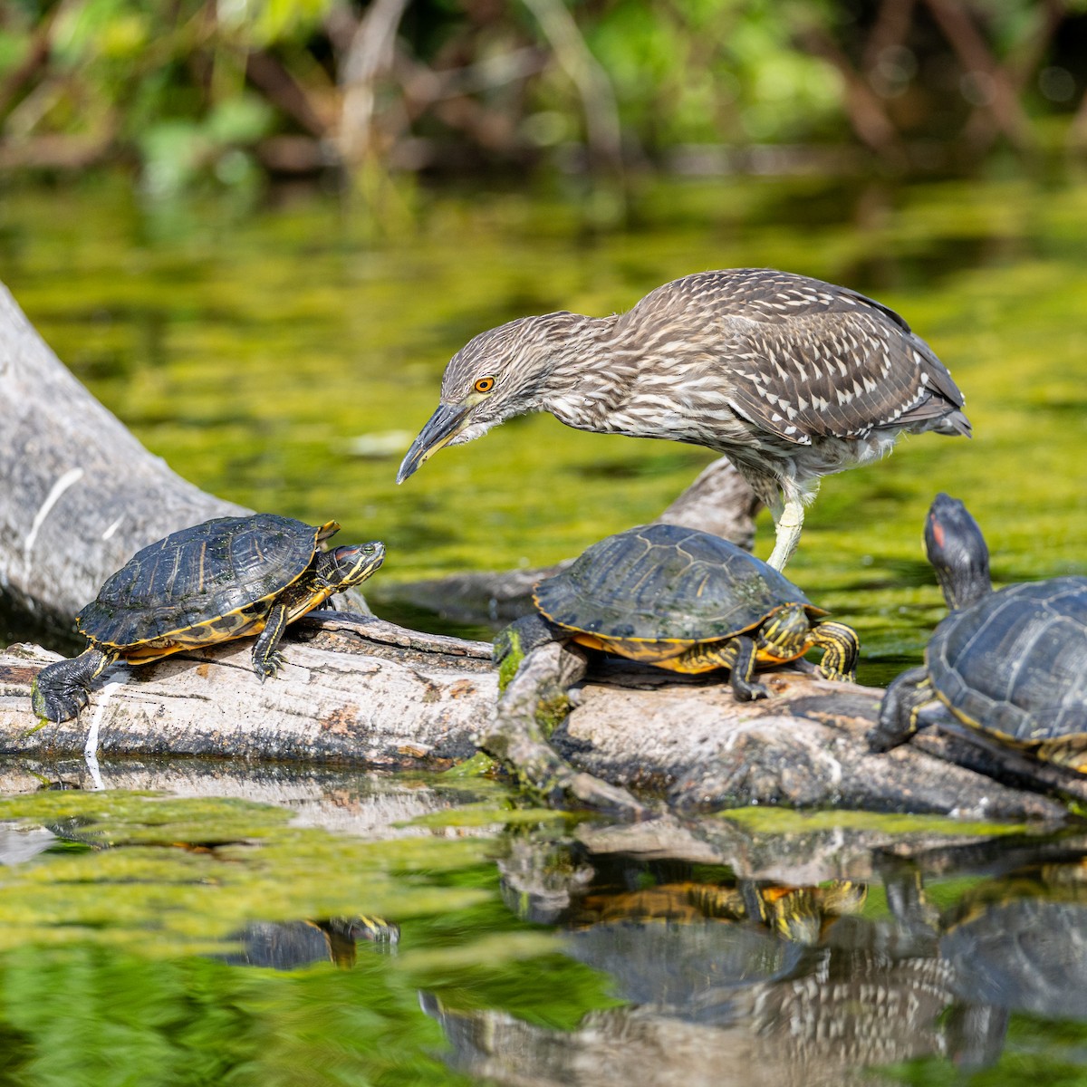 kvakoš noční - ML638818203