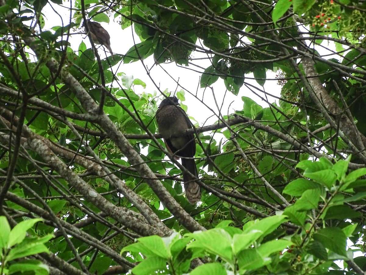Gray-headed Chachalaca - ML638818211