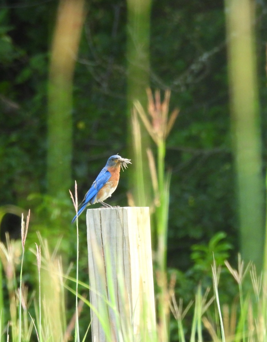 Eastern Bluebird - ML638818214