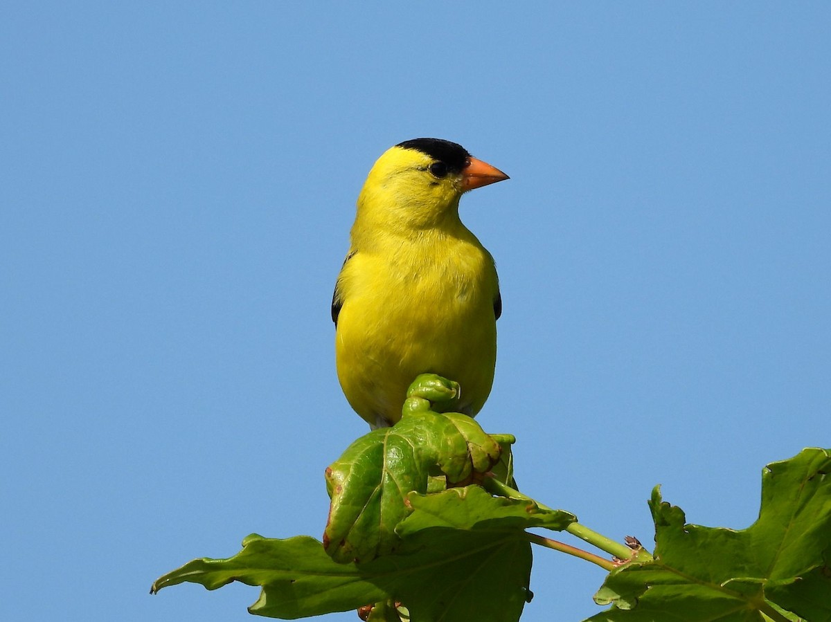 American Goldfinch - ML638818216