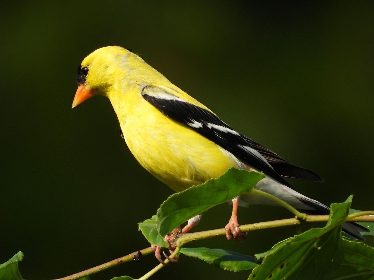 American Goldfinch - ML638818217