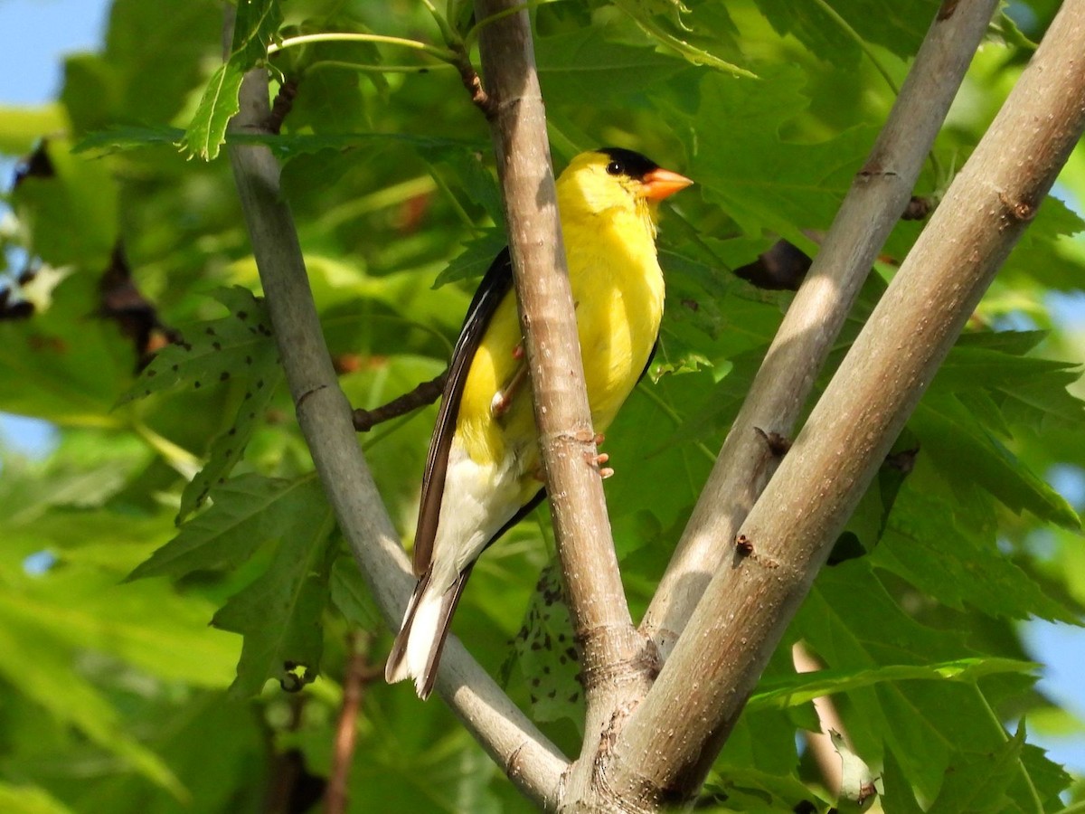 American Goldfinch - ML638818219