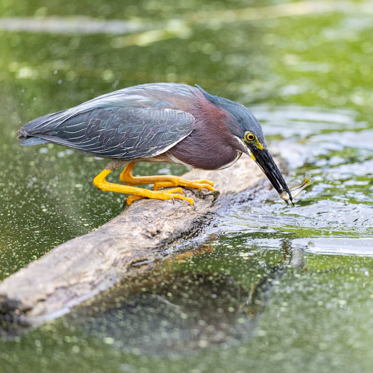 volavka zelenavá - ML638818220