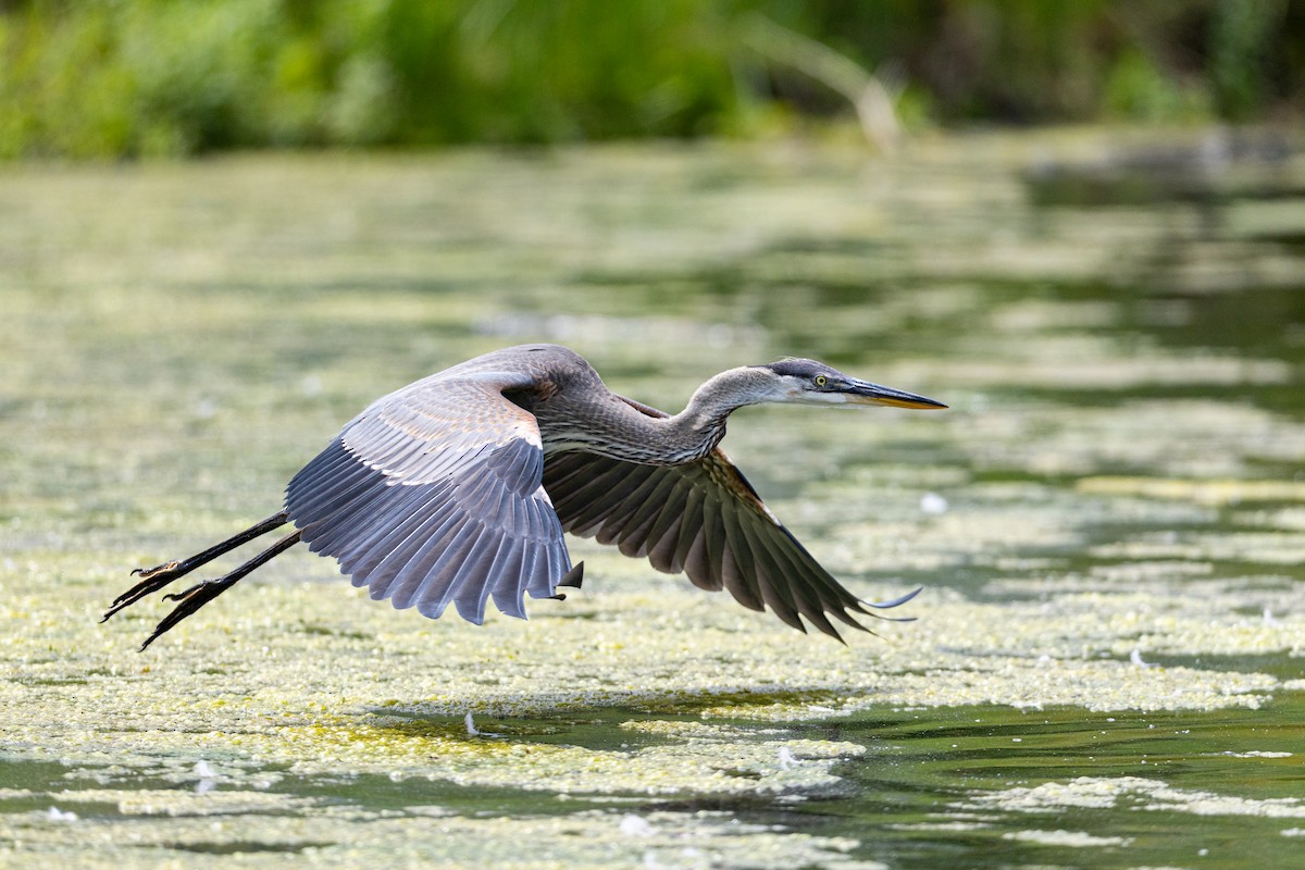 volavka velká - ML638818236