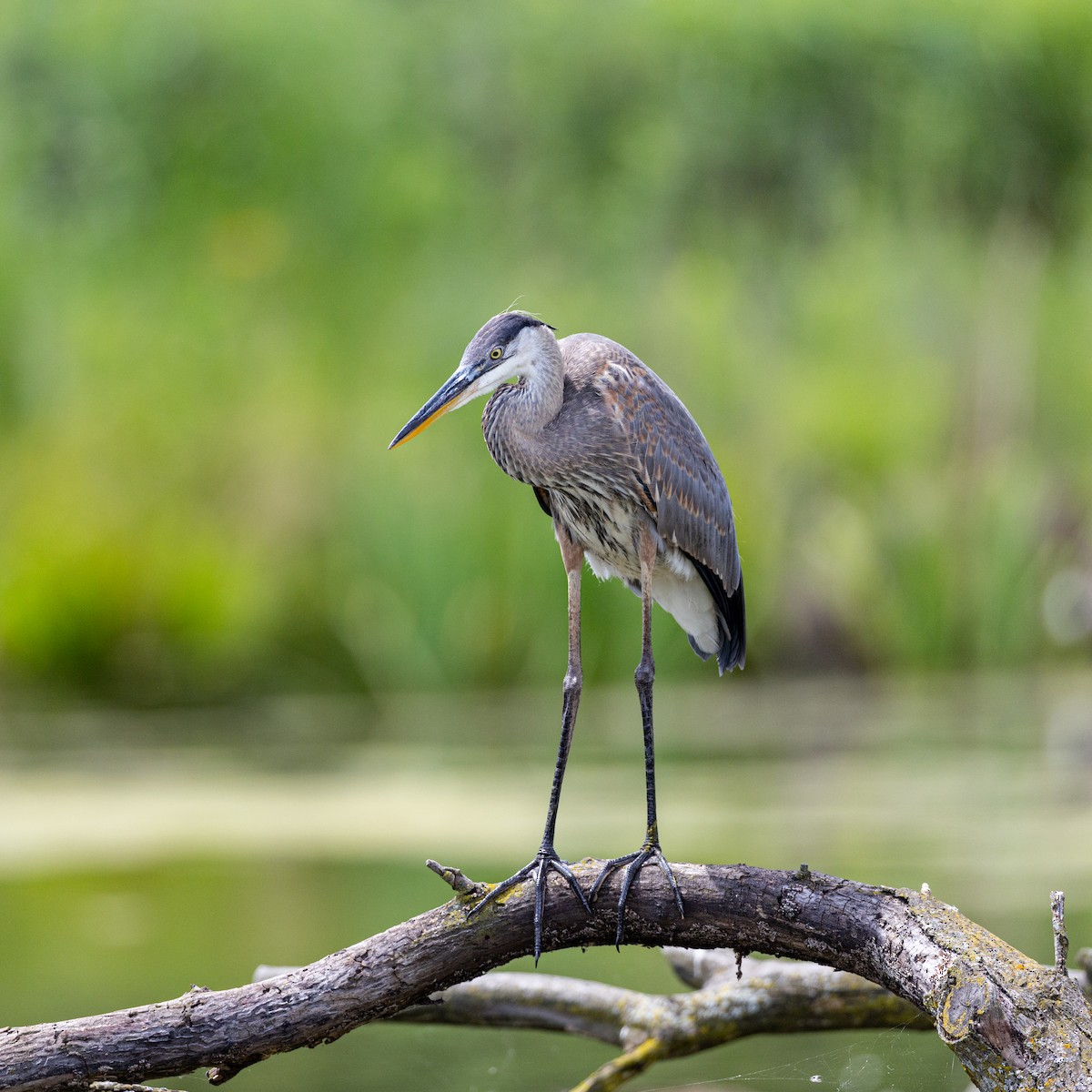 volavka velká - ML638818237