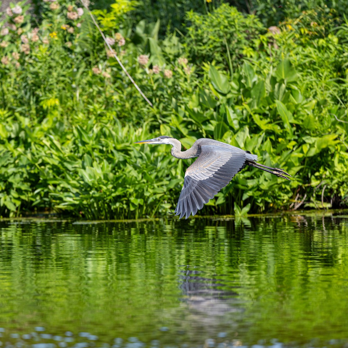 volavka velká - ML638818238