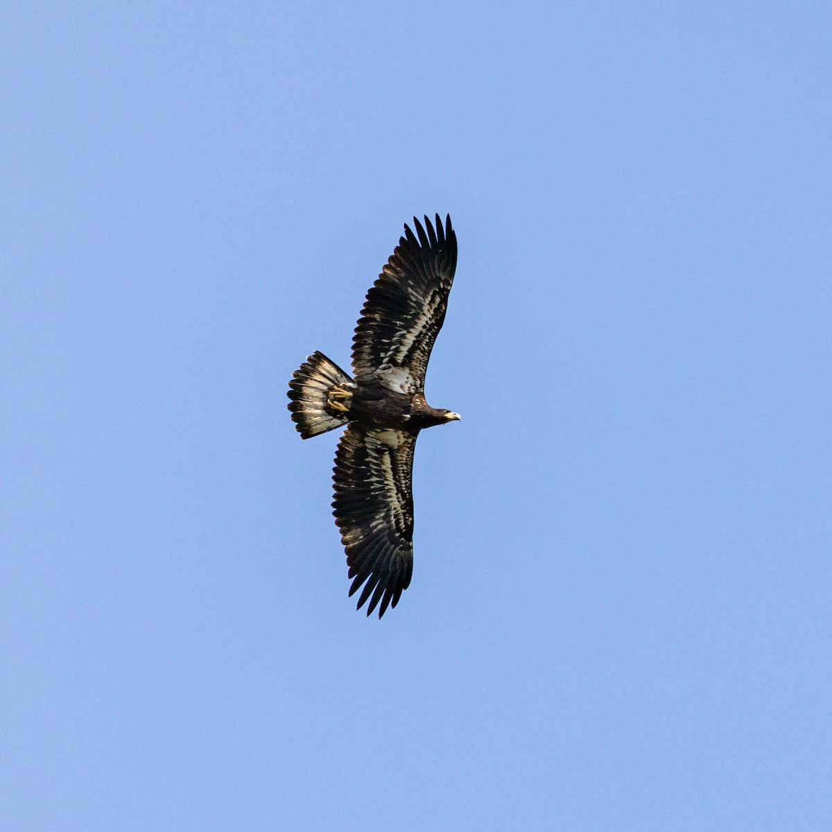 orel bělohlavý - ML638818261