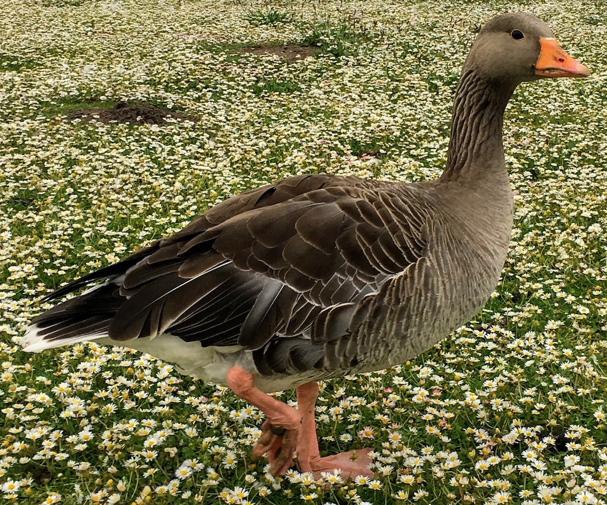 Graylag Goose - ML638818276