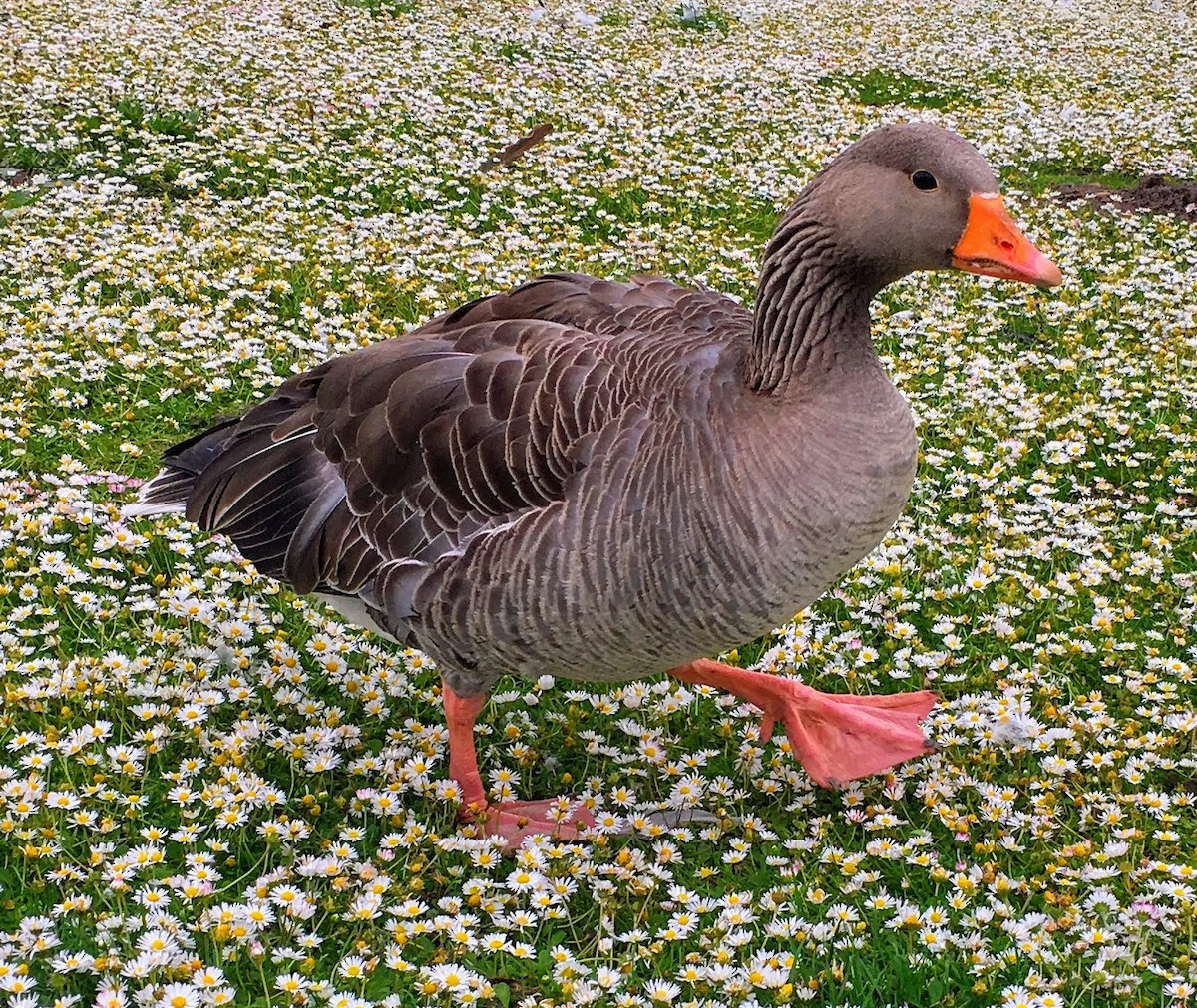 Graylag Goose - ML638818277