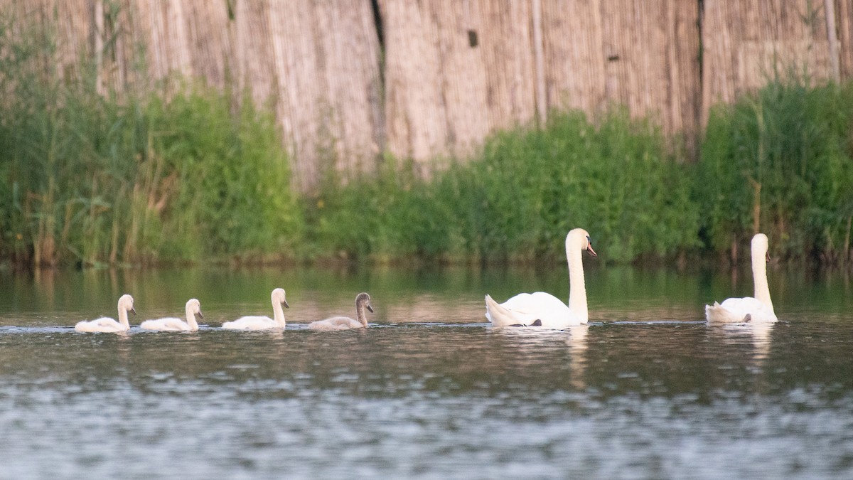 Mute Swan - ML638818283