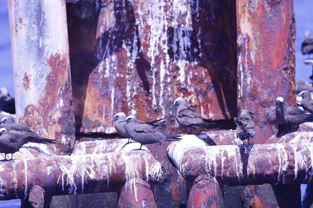 Brown Noddy - ML638818288