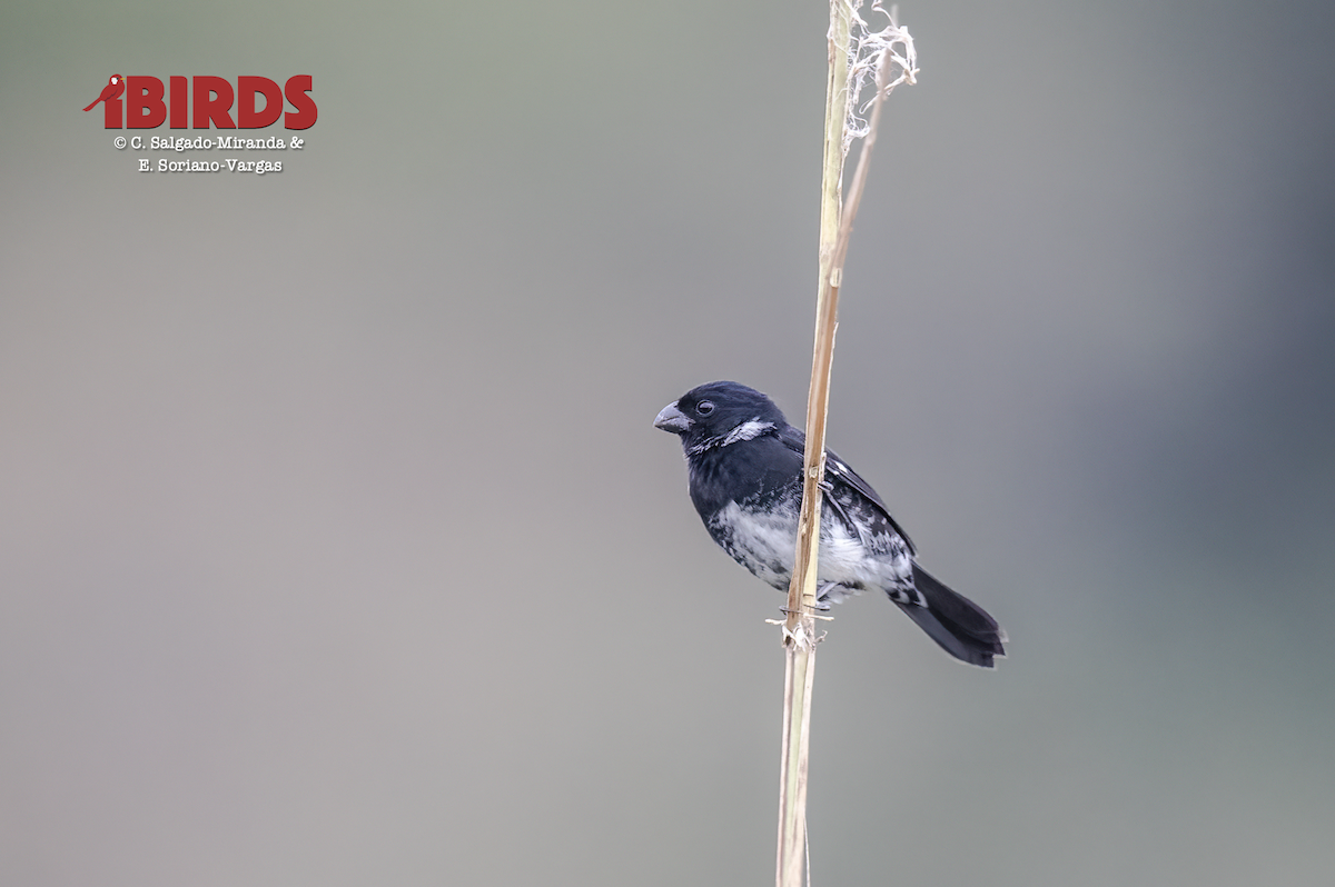 Variable Seedeater - ML638818322