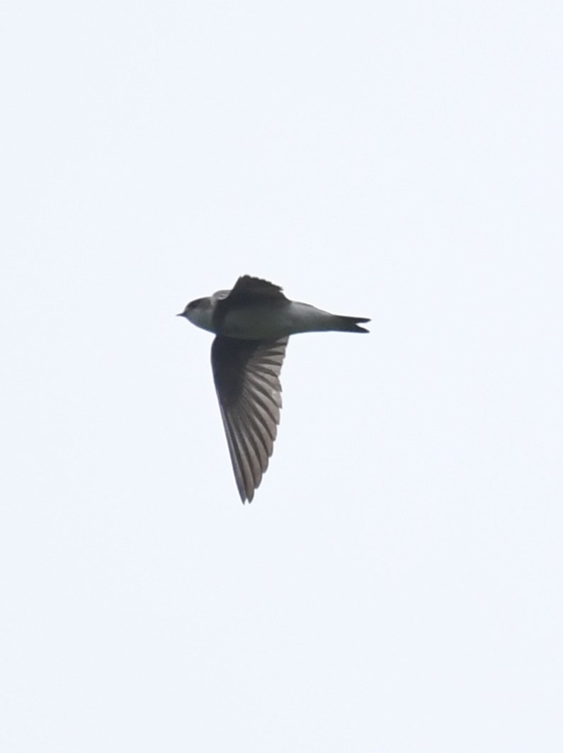 Bank Swallow - ML638818330