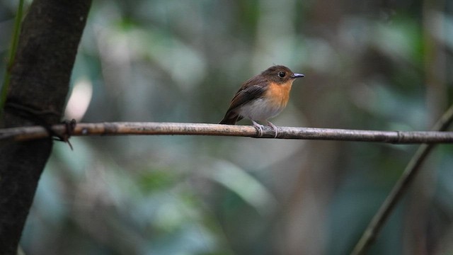 Rufous-chested Flycatcher - ML638818402