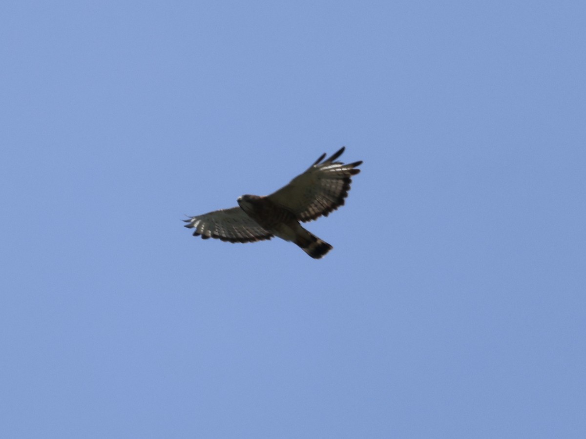 Broad-winged Hawk - ML638818424