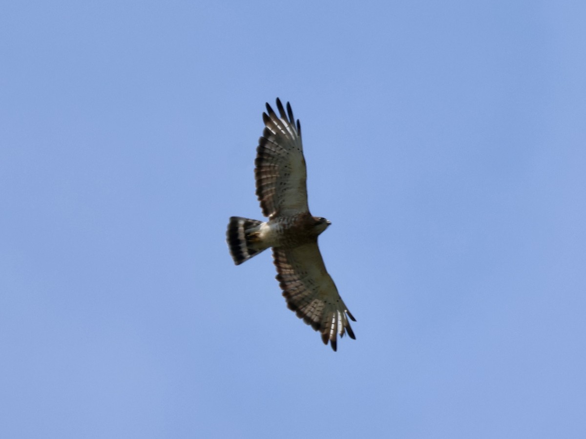 Broad-winged Hawk - ML638818425