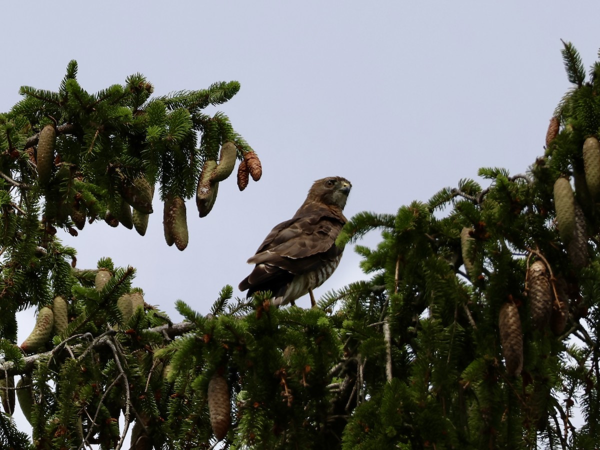Broad-winged Hawk - ML638818429