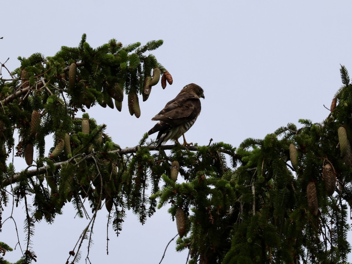 Broad-winged Hawk - ML638818430