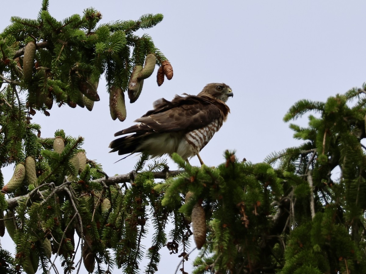 Broad-winged Hawk - ML638818431