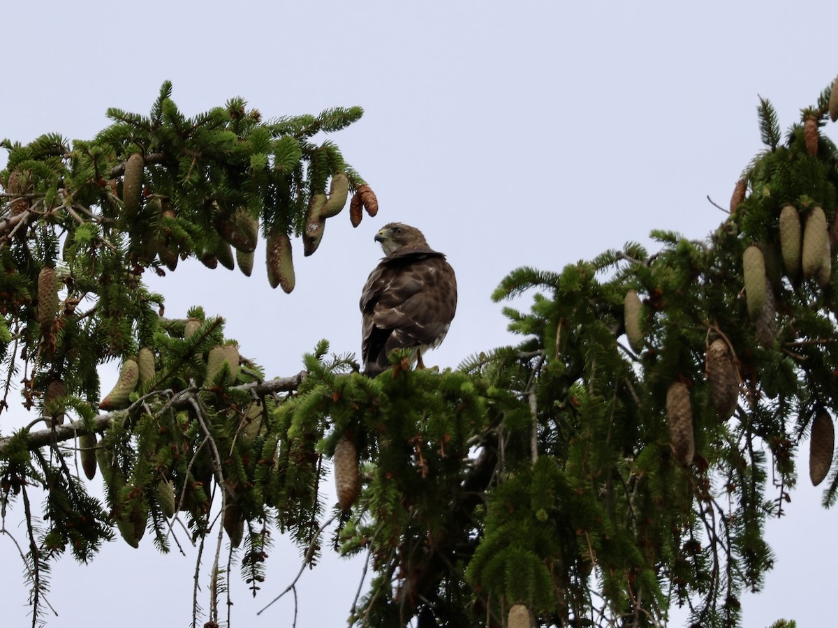 Broad-winged Hawk - ML638818432