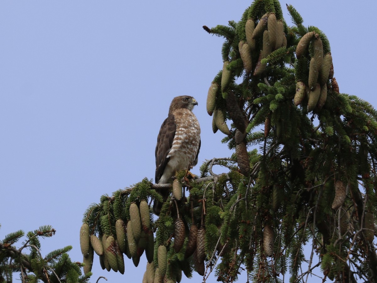 Broad-winged Hawk - ML638818433
