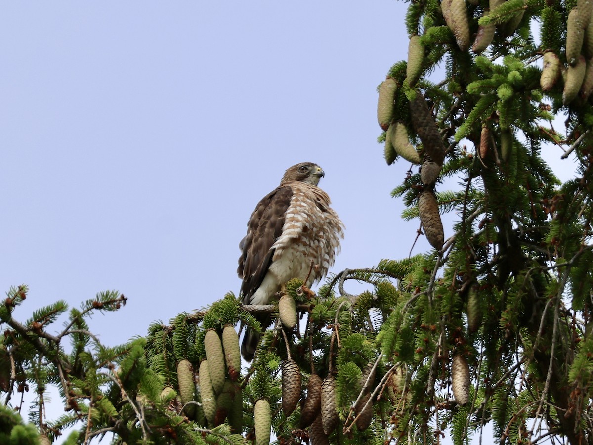 Broad-winged Hawk - ML638818434