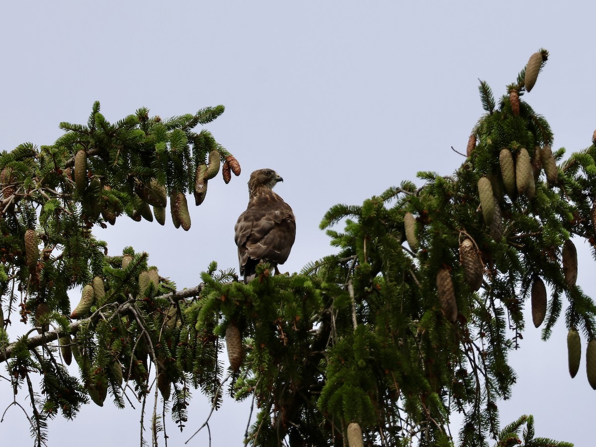 Broad-winged Hawk - ML638818435