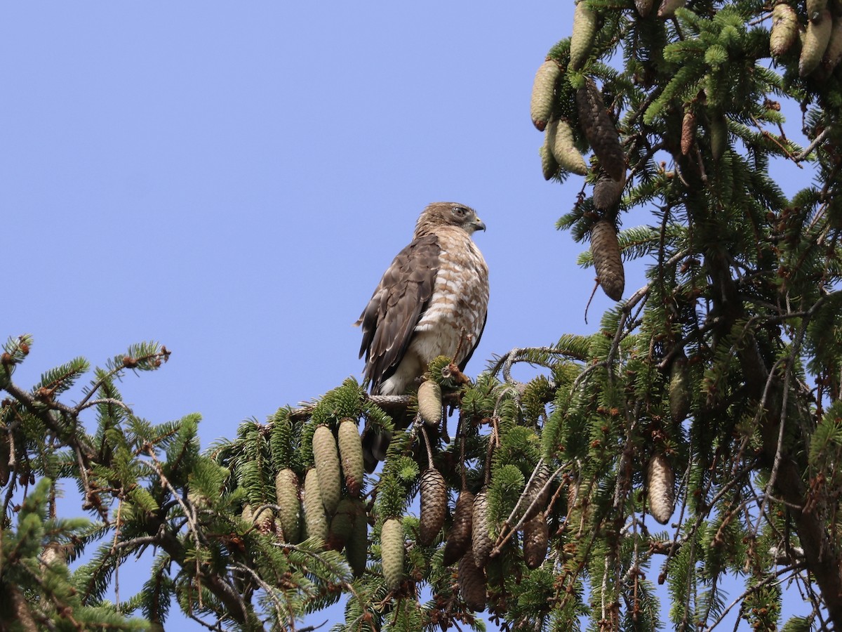 Broad-winged Hawk - ML638818437