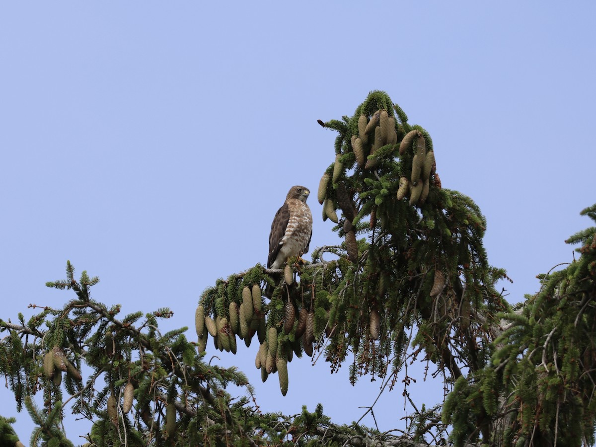 Broad-winged Hawk - ML638818438
