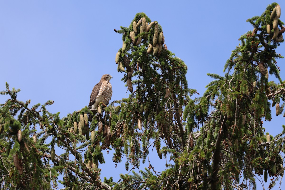 Broad-winged Hawk - ML638818439