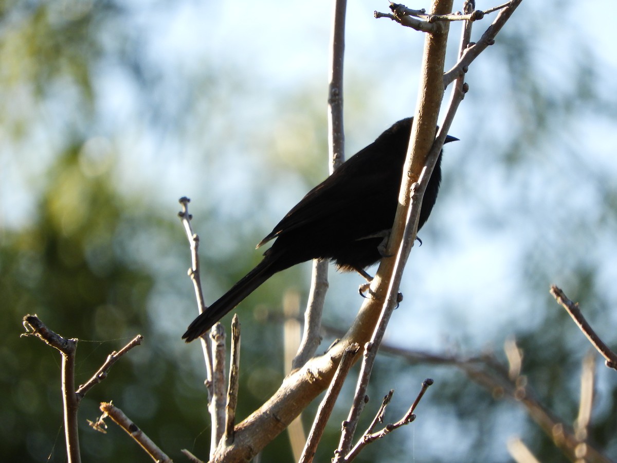 Variable Oriole - ML638818499
