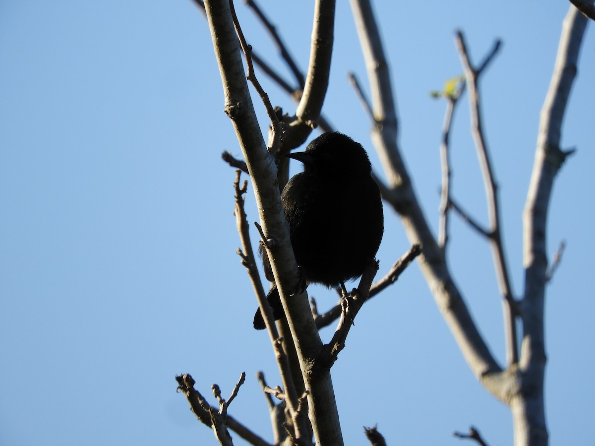 Variable Oriole - ML638818500